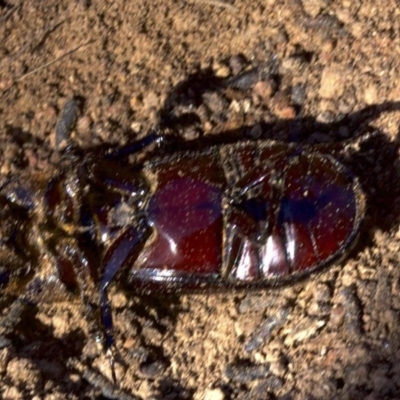 Aulacocyclus edentulus (Passalid beetle) at Mount Ainslie - 11 Apr 2018 by jbromilow50