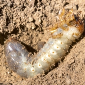 Passalidae (family) at Ainslie, ACT - 11 Apr 2018