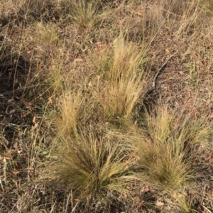 Nassella trichotoma at Garran, ACT - 12 Apr 2018