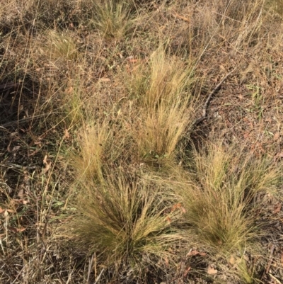 Nassella trichotoma (Serrated Tussock) at Hughes Garran Woodland - 11 Apr 2018 by ruthkerruish