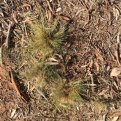 Nassella trichotoma at Garran, ACT - 12 Apr 2018