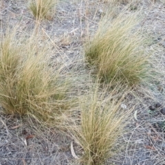 Nassella trichotoma (Serrated Tussock) at O'Malley, ACT - 12 Apr 2018 by Mike