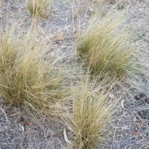 Nassella trichotoma at O'Malley, ACT - 12 Apr 2018