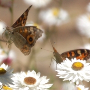 Junonia villida at Acton, ACT - 21 Jan 2017