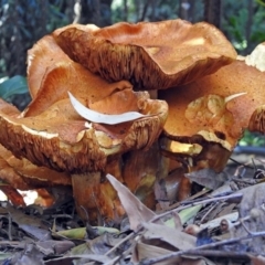 Gymnopilus junonius (Spectacular Rustgill) at Acton, ACT - 12 Apr 2018 by RodDeb