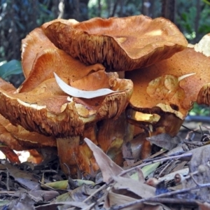 Gymnopilus junonius at Acton, ACT - 12 Apr 2018