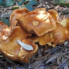 Gymnopilus junonius at Acton, ACT - 12 Apr 2018 01:14 PM