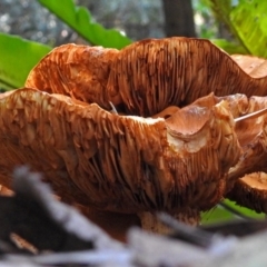 Gymnopilus junonius at Acton, ACT - 12 Apr 2018