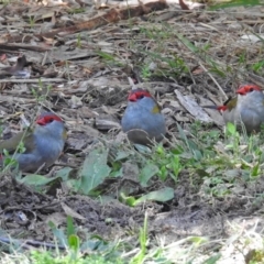 Neochmia temporalis (Red-browed Finch) at ANBG - 12 Apr 2018 by RodDeb
