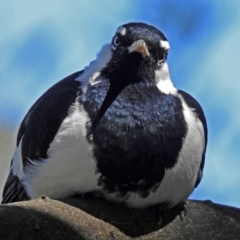 Grallina cyanoleuca (Magpie-lark) at Canberra Central, ACT - 12 Apr 2018 by RodDeb