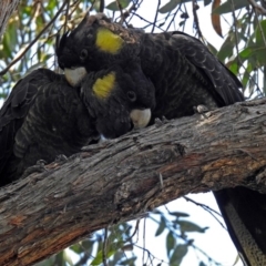 Zanda funerea (Yellow-tailed Black-Cockatoo) at Canberra Central, ACT - 12 Apr 2018 by RodDeb