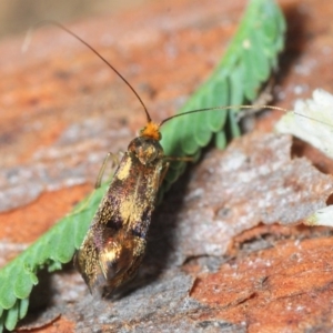 Nemophora (genus) at Fyshwick, ACT - 8 Apr 2018 12:53 AM