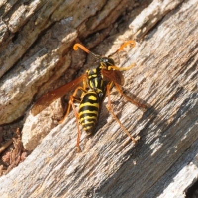 Polistes (Polistes) chinensis (Asian paper wasp) at Jerrabomberra Wetlands - 7 Apr 2018 by Harrisi
