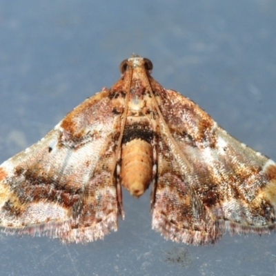 Scenedra decoratalis (A Pyralid moth) at Belconnen, ACT - 7 Apr 2018 by Harrisi