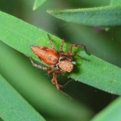 Oxyopes sp. (genus) (Lynx spider) at Belconnen, ACT - 11 Apr 2018 by Harrisi