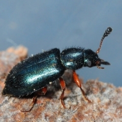 Necrobia rufipes (Red-legged ham beetle) at Bruce Ridge to Gossan Hill - 7 Apr 2018 by Harrisi