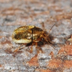 Elaphodes aeneolus (Leaf beetle) at Fyshwick, ACT - 8 Apr 2018 by Harrisi