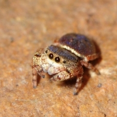 Simaethula sp. (genus) (A jumping spider) at Bruce, ACT - 1 Apr 2018 by Harrisi