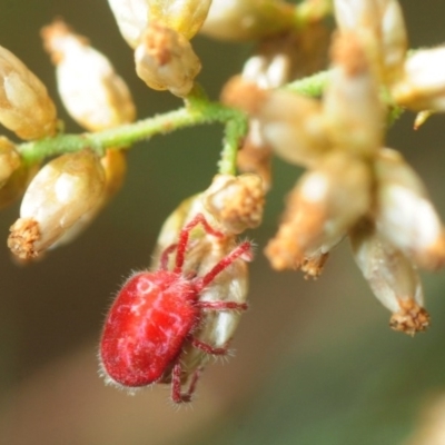 Trombidiidae (family) (Red velvet mite) at Bruce, ACT - 31 Mar 2018 by Harrisi