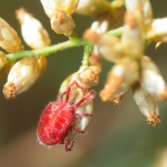Trombidiidae sp. (family) (Red velvet mite) at Bruce, ACT - 31 Mar 2018 by Harrisi