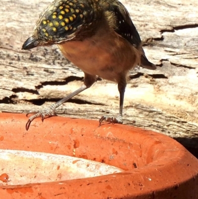 Pardalotus punctatus (Spotted Pardalote) at Aranda, ACT - 11 Apr 2018 by KMcCue