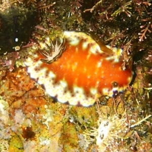 Goniobranchus collingwoodi at Bermagui, NSW - 12 Apr 2018