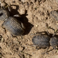 Cubicorhynchus sp. (genus) (Ground weevil) at Ainslie, ACT - 11 Apr 2018 by jb2602