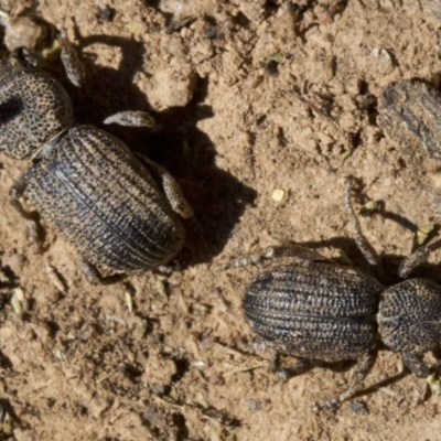 Cubicorhynchus sp. (genus) (Ground weevil) at Mount Ainslie - 11 Apr 2018 by jbromilow50