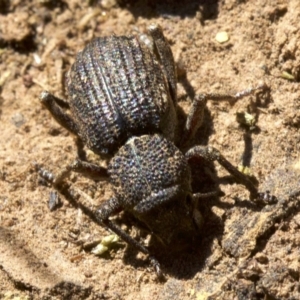 Cubicorhynchus sp. (genus) at Ainslie, ACT - 11 Apr 2018 12:31 PM