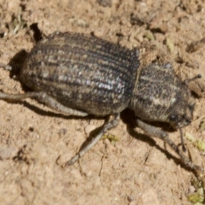 Cubicorhynchus sp. (genus) at Ainslie, ACT - 11 Apr 2018