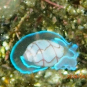 Bullina lineata at The Blue Pool, Bermagui - 12 Apr 2018