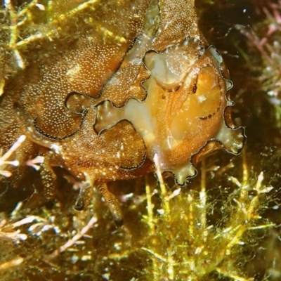 Aplysia parvula (Pygmy Seahare) at Bermagui, NSW - 12 Apr 2018 by Maggie1