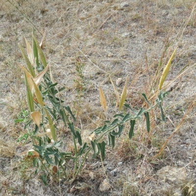 Oxypetalum coeruleum (Tweedia or Southern Star) at Isaacs Ridge and Nearby - 13 Apr 2018 by Mike