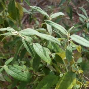 Olearia lirata at Isaacs, ACT - 13 Apr 2018