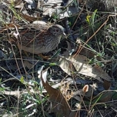 Turnix varius (Painted Buttonquail) at Kambah, ACT - 28 Mar 2018 by George