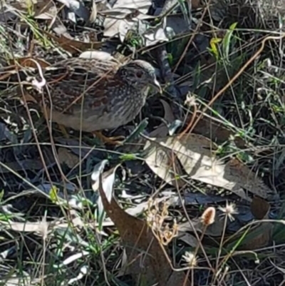 Turnix varius (Painted Buttonquail) at Kambah, ACT - 28 Mar 2018 by George