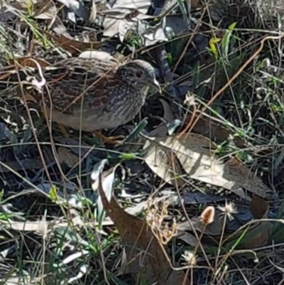 Turnix varius (Painted Buttonquail) at Mount Taylor - 27 Mar 2018 by George