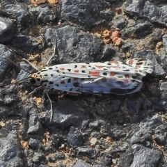 Utetheisa pulchelloides (Heliotrope Moth) at Paddys River, ACT - 13 Apr 2018 by JohnBundock