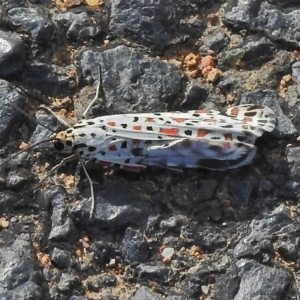 Utetheisa pulchelloides at Paddys River, ACT - 13 Apr 2018 09:15 AM