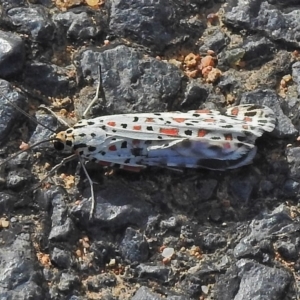 Utetheisa pulchelloides at Paddys River, ACT - 13 Apr 2018