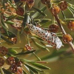 Utetheisa pulchelloides (Heliotrope Moth) at Tidbinbilla Nature Reserve - 13 Apr 2018 by JohnBundock