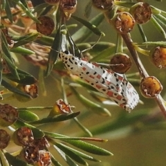 Utetheisa pulchelloides (Heliotrope Moth) at Paddys River, ACT - 13 Apr 2018 by JohnBundock