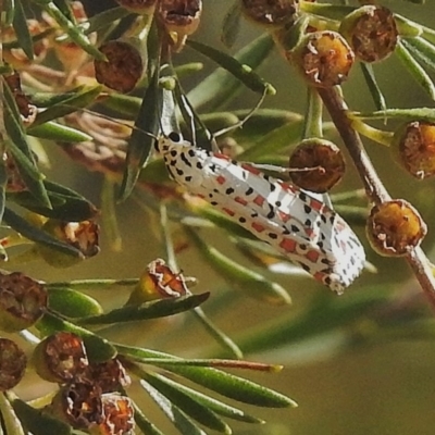 Utetheisa pulchelloides (Heliotrope Moth) at Tidbinbilla Nature Reserve - 13 Apr 2018 by JohnBundock