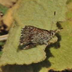 Lucia limbaria (Chequered Copper) at Paddys River, ACT - 13 Apr 2018 by JohnBundock