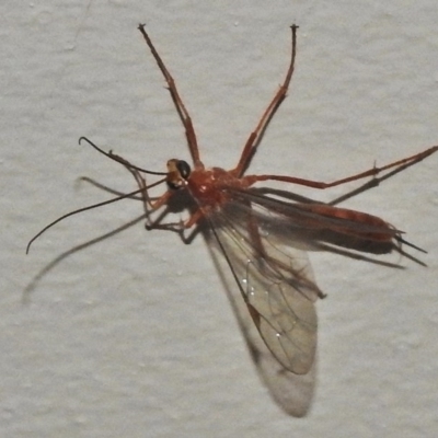 Netelia sp. (genus) (An Ichneumon wasp) at Wanniassa, ACT - 12 Apr 2018 by JohnBundock