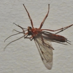 Netelia sp. (genus) at Wanniassa, ACT - 12 Apr 2018