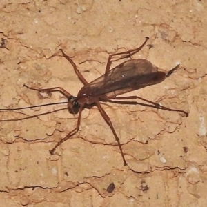 Netelia sp. (genus) at Wanniassa, ACT - 12 Apr 2018 09:20 PM