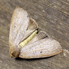 Paralaea porphyrinaria (Chestnut Vein Crest Moth) at O'Connor, ACT - 12 Apr 2018 by ibaird