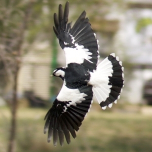 Grallina cyanoleuca at Lyneham, ACT - 10 Apr 2018