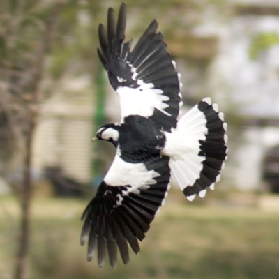 Grallina cyanoleuca (Magpie-lark) at Lyneham, ACT - 10 Apr 2018 by jb2602